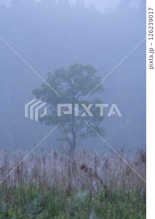 霧に包まれる森の情景 126239017