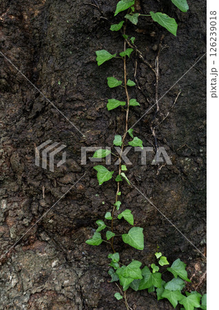 木に巻きつくツタの葉っぱ 木に巻きつくツタの葉っぱ 126239018