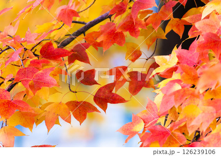 フウカエデの紅葉 フウカエデの紅葉 126239106
