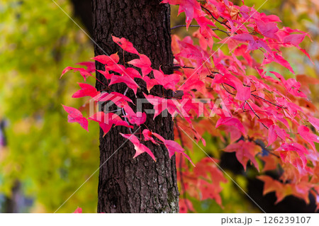 フウカエデの紅葉 フウカエデの紅葉 126239107