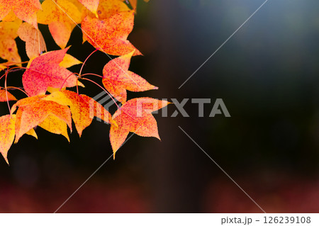 フウカエデの紅葉 フウカエデの紅葉 126239108