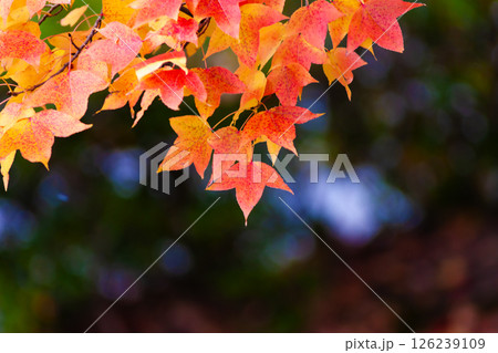 フウカエデの紅葉 126239109
