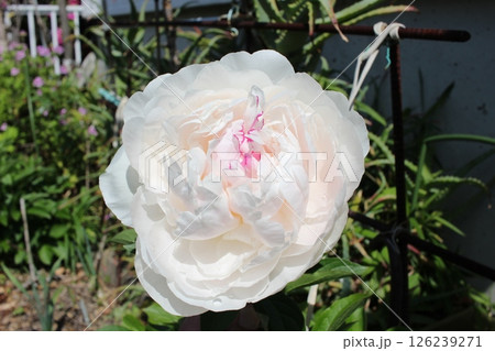 シャクナゲ　石楠花　石南花 126239271