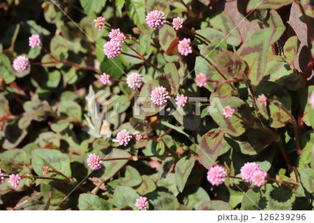 春の庭に咲くヒメツルソバのピンク色の小さな花 126239296