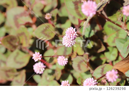 春の庭に咲くヒメツルソバのピンク色の小さな花 126239298