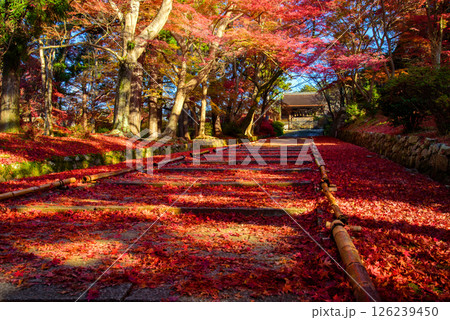 紅葉の毘沙門堂門跡の参道 126239450
