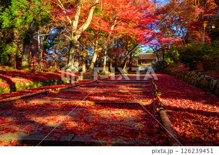 紅葉の毘沙門堂門跡の参道 126239451