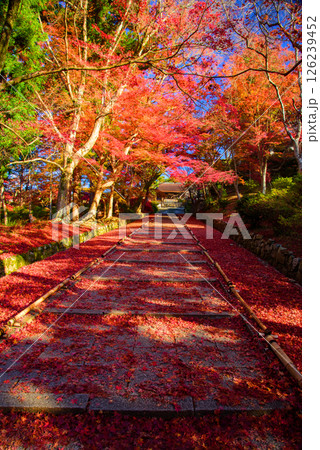 紅葉の毘沙門堂門跡の参道 126239452