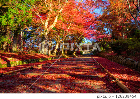 紅葉の毘沙門堂門跡の参道 紅葉の毘沙門堂門跡の参道 126239454