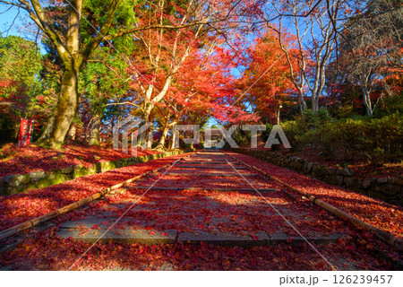 紅葉の毘沙門堂門跡の参道 紅葉の毘沙門堂門跡の参道 126239457