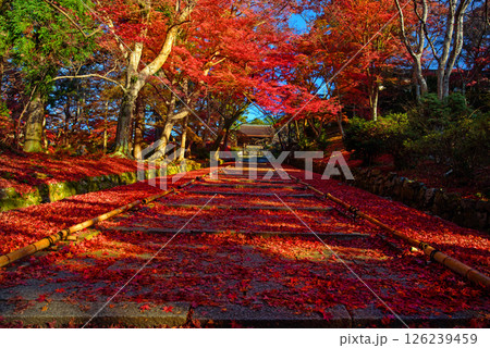 紅葉の毘沙門堂門跡の参道 紅葉の毘沙門堂門跡の参道 126239459