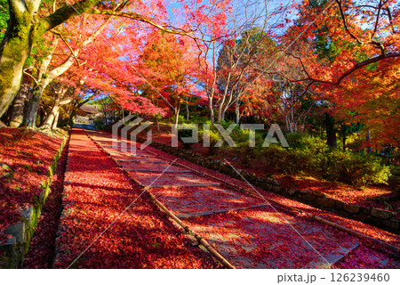 紅葉の毘沙門堂門跡の参道 紅葉の毘沙門堂門跡の参道 126239460