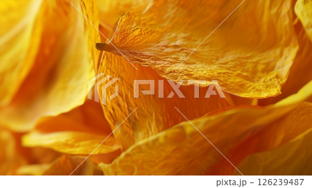 Dried mango organic botanical harvesting healthy real food dehydrated 126239487