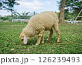 one lamb eating grass on a green lawn. 126239493
