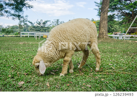 one lamb eating grass on a green lawn. 126239493