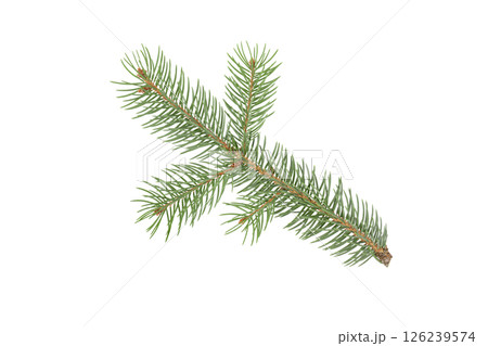 green fir branch isolate on white background green fir branch isolate on white background 126239574