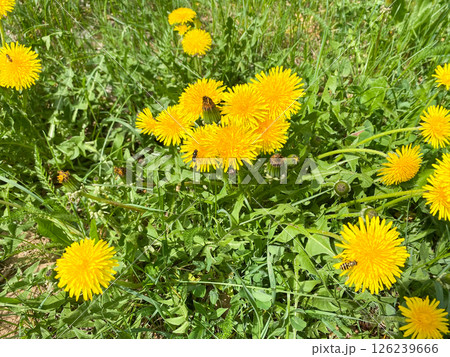 Yellow dandelion flowers grow in a green meadow in a meadow Yellow dandelion flowers grow in a green meadow in a meadow 126239666