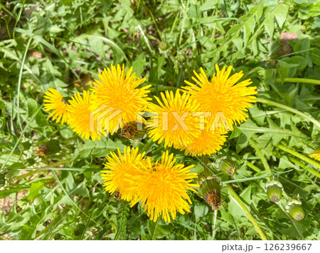 A bouquet of yellow dandelions grows among tall green grass on a sunny summer day 126239667