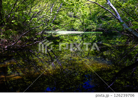 【新潟県_乙和池】日本最大級の高層湿原性浮島が浮かぶ乙和池 5月 【新潟県_乙和池】日本最大級の高層湿原性浮島が浮かぶ乙和池 5月 126239706