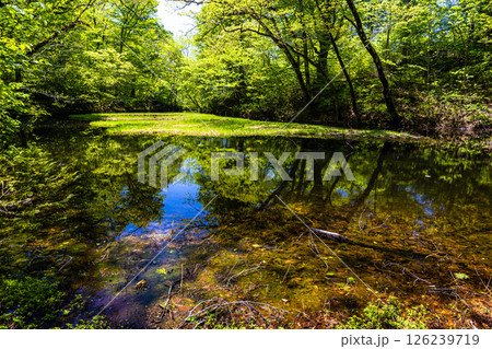 【新潟県_乙和池】日本最大級の高層湿原性浮島が浮かぶ乙和池 5月 126239719
