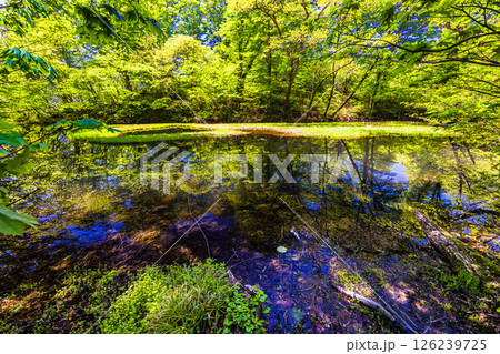 【新潟県_乙和池】日本最大級の高層湿原性浮島が浮かぶ乙和池 5月 【新潟県_乙和池】日本最大級の高層湿原性浮島が浮かぶ乙和池 5月 126239725
