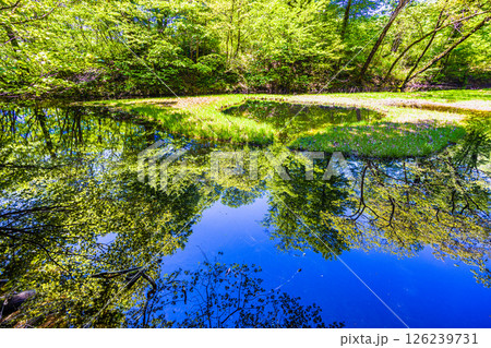 【新潟県_乙和池】日本最大級の高層湿原性浮島が浮かぶ乙和池 5月 【新潟県_乙和池】日本最大級の高層湿原性浮島が浮かぶ乙和池 5月 126239731