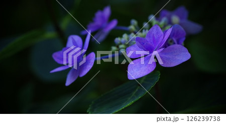 あじさい 126239738