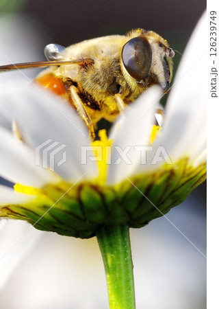 花の蜜を吸うミツバチ 花の蜜を吸うミツバチ 126239749