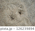 大量の蟻、蟻の巣の写真素材 126239894
