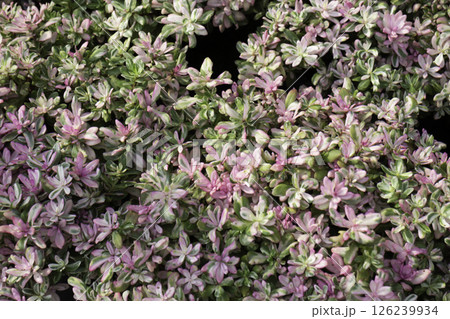 Shop on a plant and gardening market Shop on a plant and gardening market 126239934