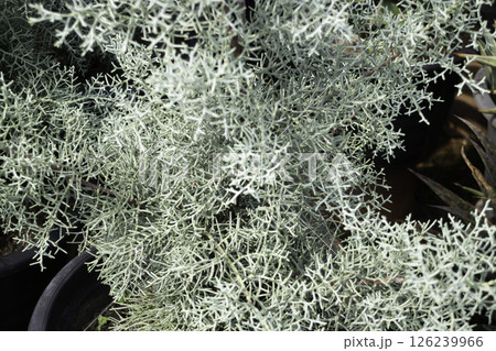 Shop on a plant and gardening market 126239966