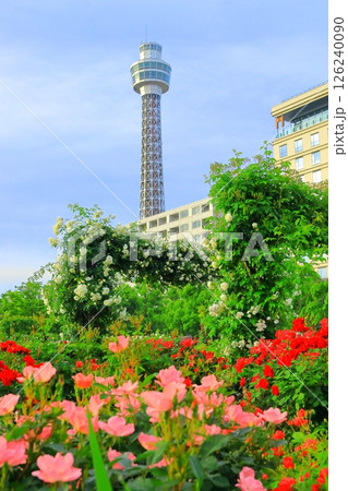 横浜山下公園　未来のバラ園 126240090