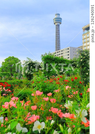 横浜山下公園 未来のバラ園 横浜山下公園 未来のバラ園 126240091