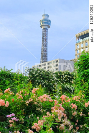 横浜山下公園　未来のバラ園 126240093