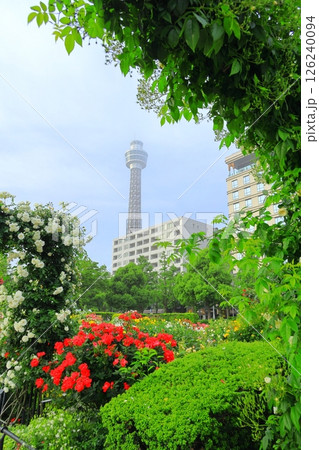 横浜山下公園 未来のバラ園 横浜山下公園 未来のバラ園 126240094