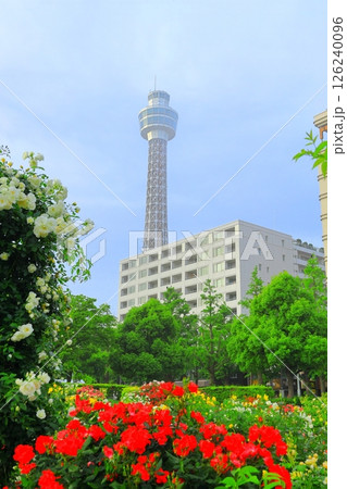 横浜山下公園 未来のバラ園 横浜山下公園 未来のバラ園 126240096