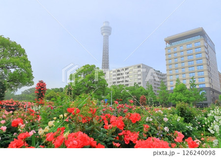 横浜山下公園　未来のバラ園 126240098