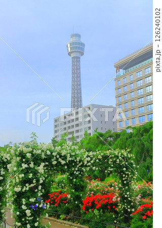 横浜山下公園　未来のバラ園 126240102