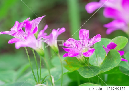 ムラサキカタバミ 126240151
