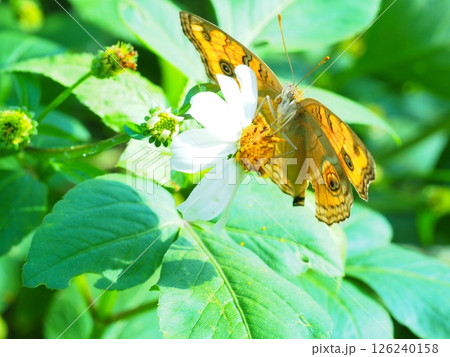 花の蜜を吸うタテハモドキ 126240158