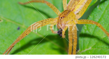 捕食するイオウイロハシリグモ 捕食するイオウイロハシリグモ 126240172