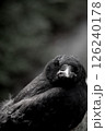 隻眼のカラス 126240178