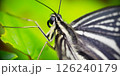 ナミアゲハ 126240179