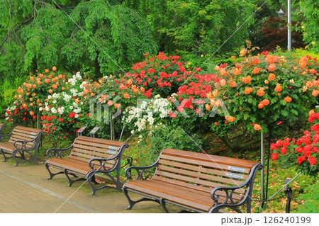 横浜山下公園　未来のバラ園 126240199