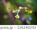 フデヒメヒラタアブ 126240292