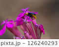 クロウリハムシ 126240293