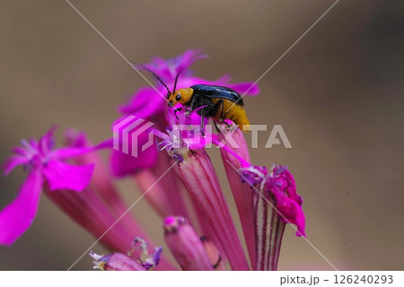 クロウリハムシ 126240293