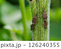 ホシハラビロヘリカメムシ 126240355