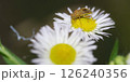 カメムシ 126240356