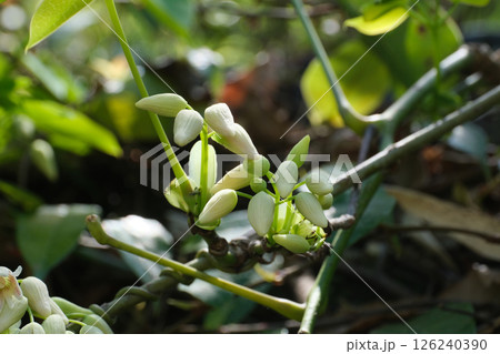 ムベのつぼみ 126240390